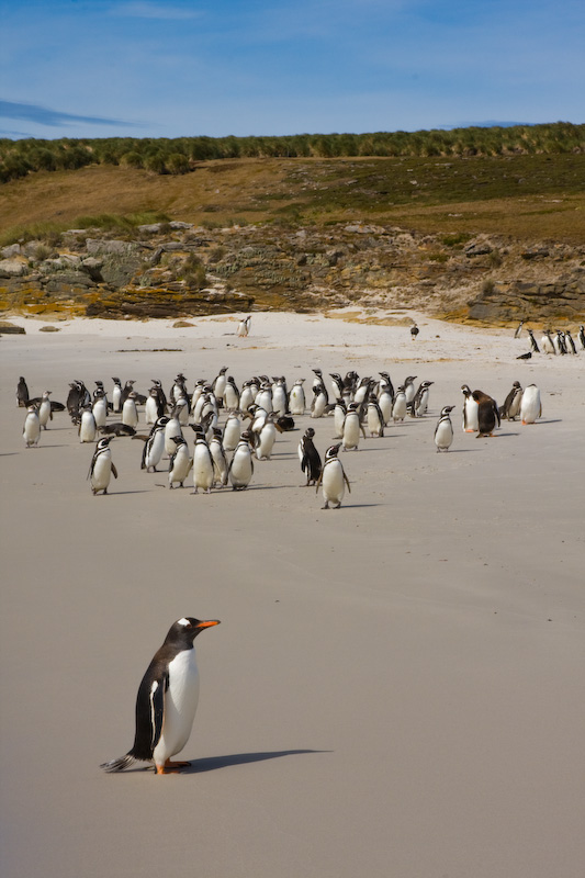 Magellanic Penguins And Gentoo Penguins On Beach